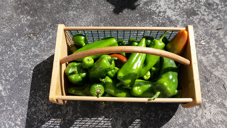 Hot and Sweet Peppers - Last Harvest Day